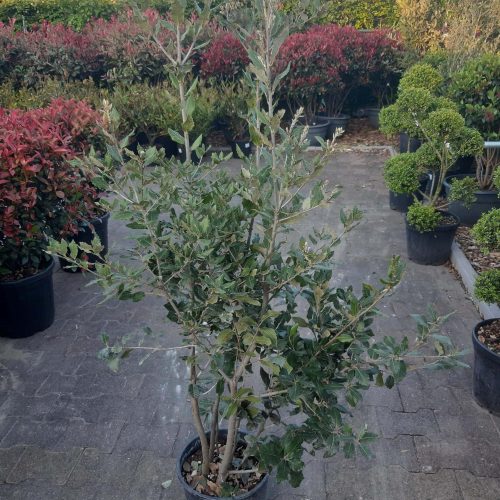 Quercus ilex