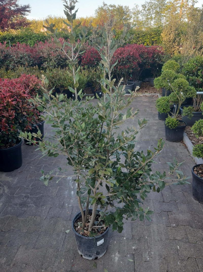 Quercus ilex