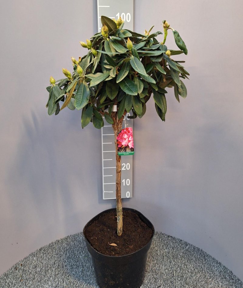 Rhododendron 'Fantastica' op stam - roze