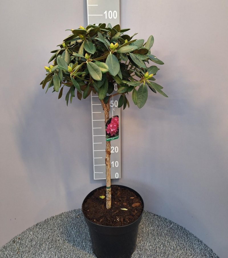 Rhododendron 'Polaris' op stam - lichtroze
