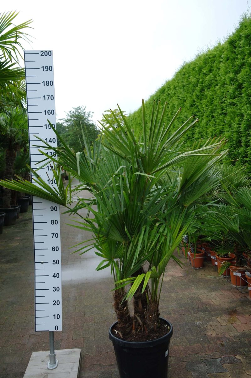Palmboom Trachycarpus Fortunei multistam