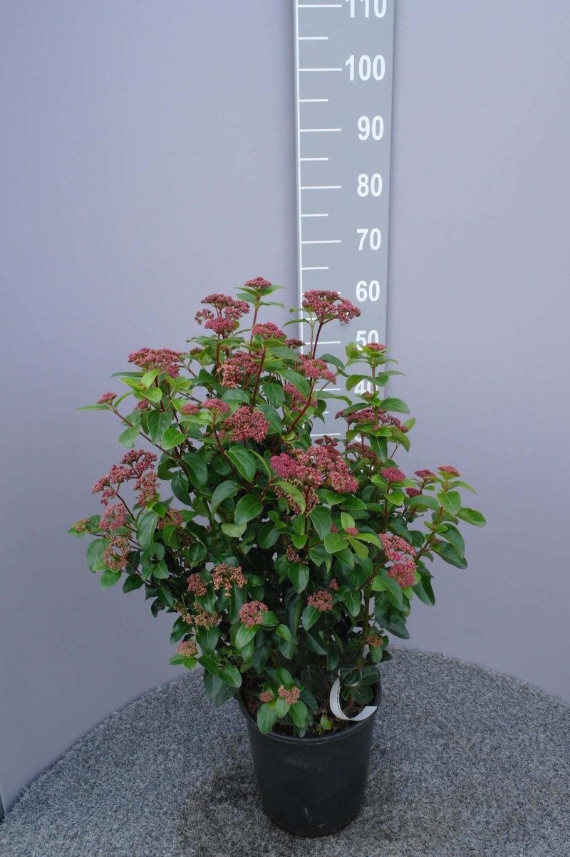 Viburnum Tinus 'Lisa Rose'