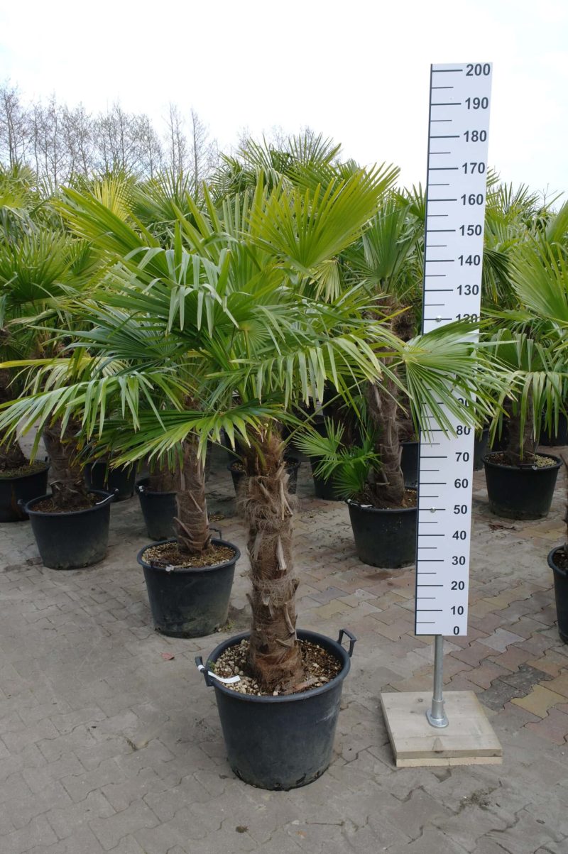 Palmboom Trachycarpus Fortunei (stam 60 - 70  cm)