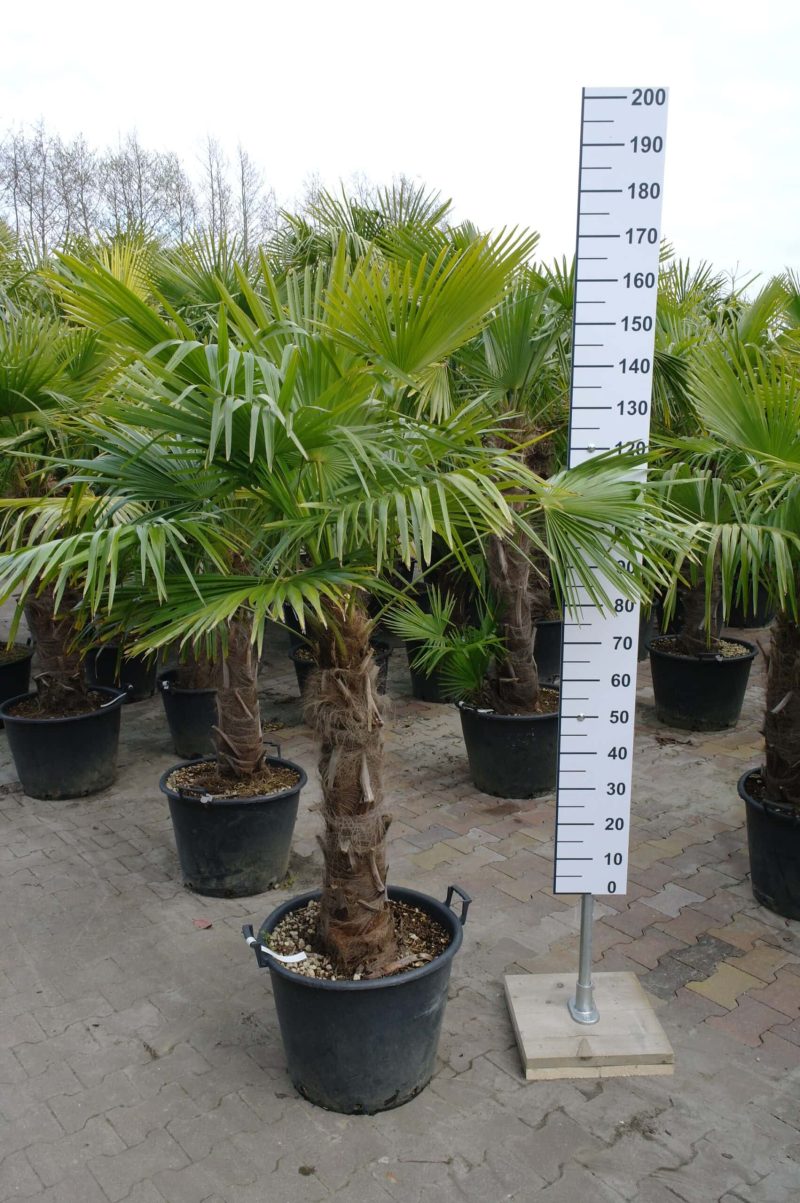Palmboom Trachycarpus Fortunei (stam 70 - 80 cm)