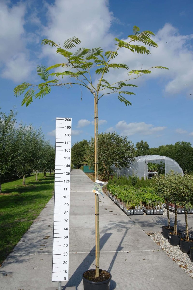 Albizia Julibrissin
