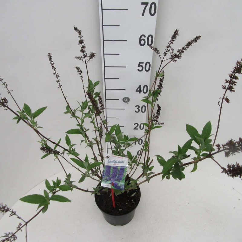 Buddleja davidii 'Empire Blue'