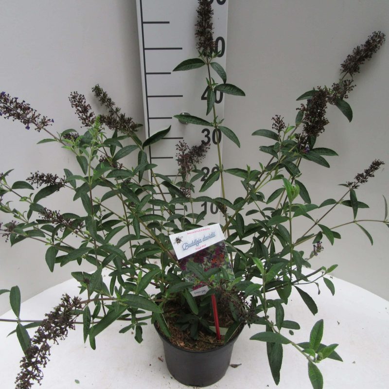Buddleja davidii 'Royal Red'