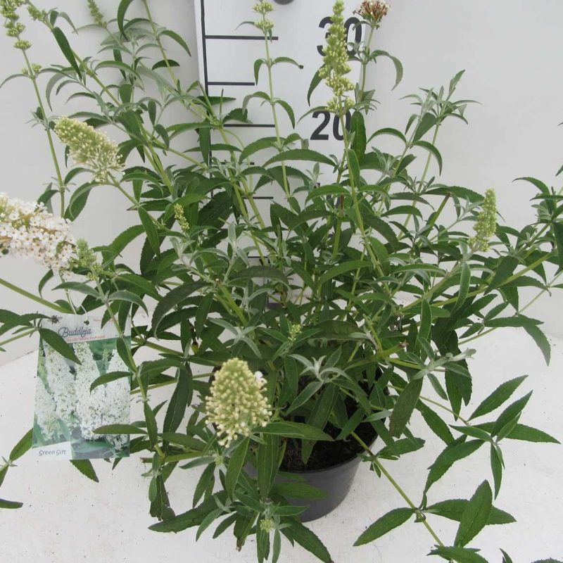 Buddleja davidii 'White Profusion'