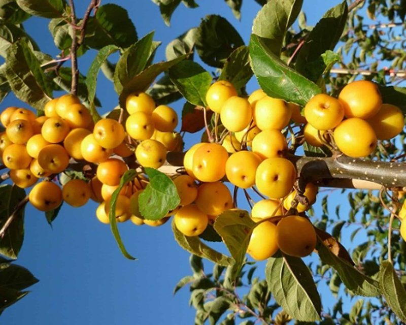 Malus 'Golden Hornet' sierappel