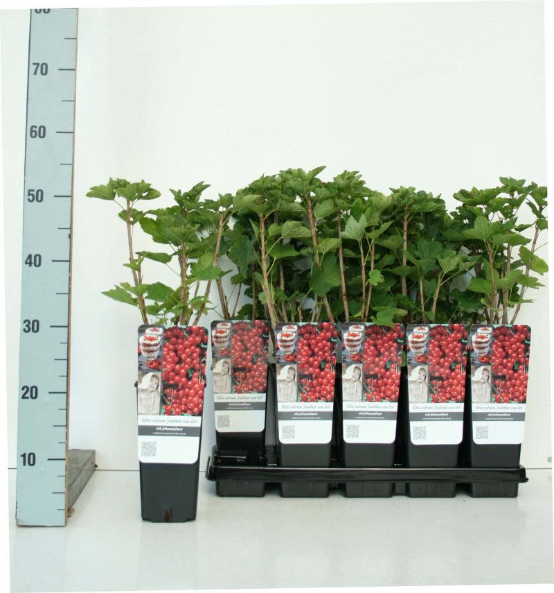 Ribes rubrum 'Jonkheer van Tets' - rode bes