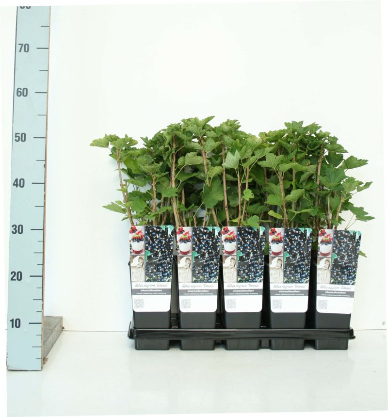 Ribes ‘Little Black Sugar’ - zwarte bes