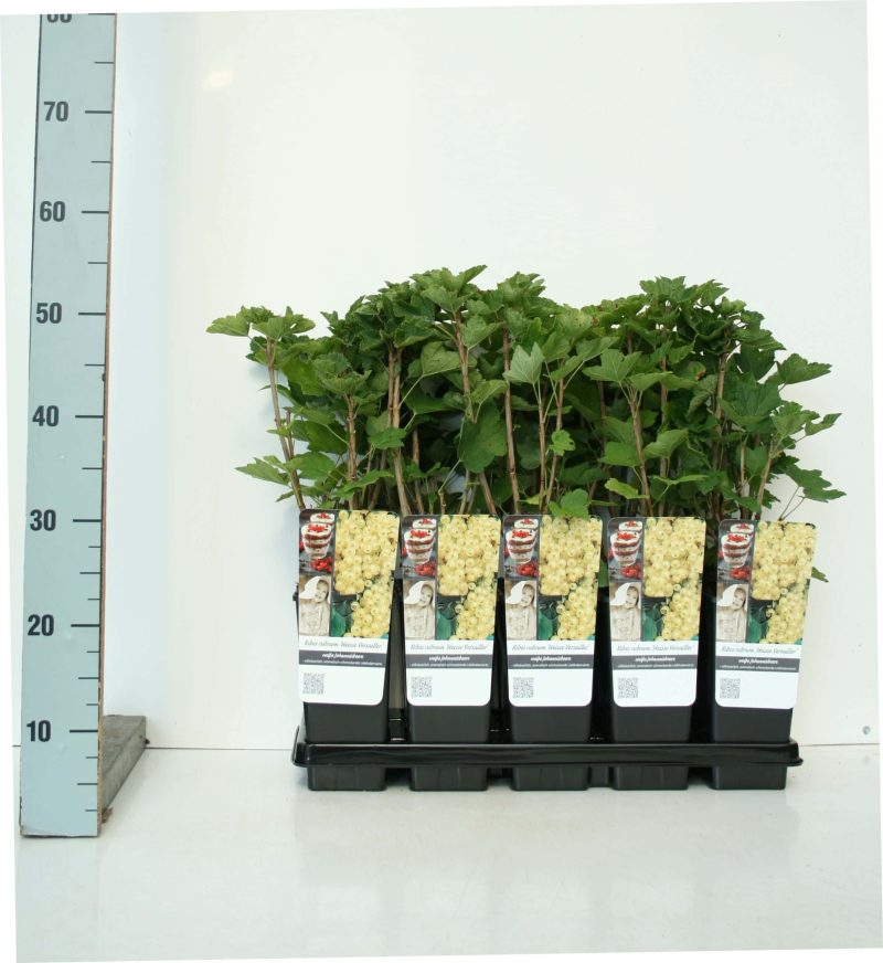 Ribes rubrum 'Weisse Versailler' - witte bes