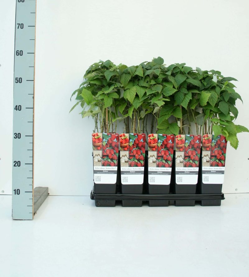 Rubus idaeus ´TwoTimer Sugana'®- framboos