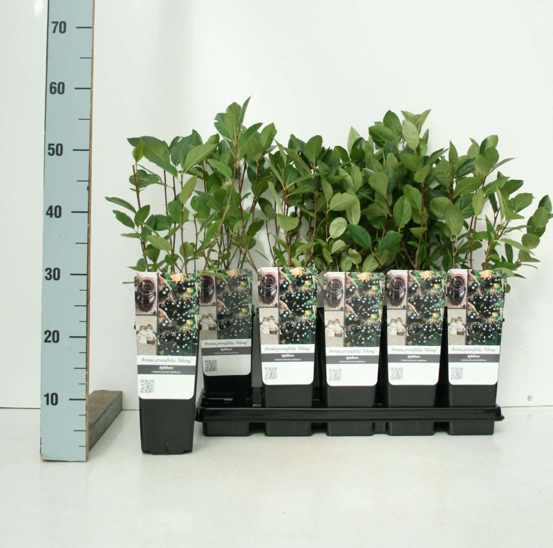 Aronia Prunifolia 'Nero'