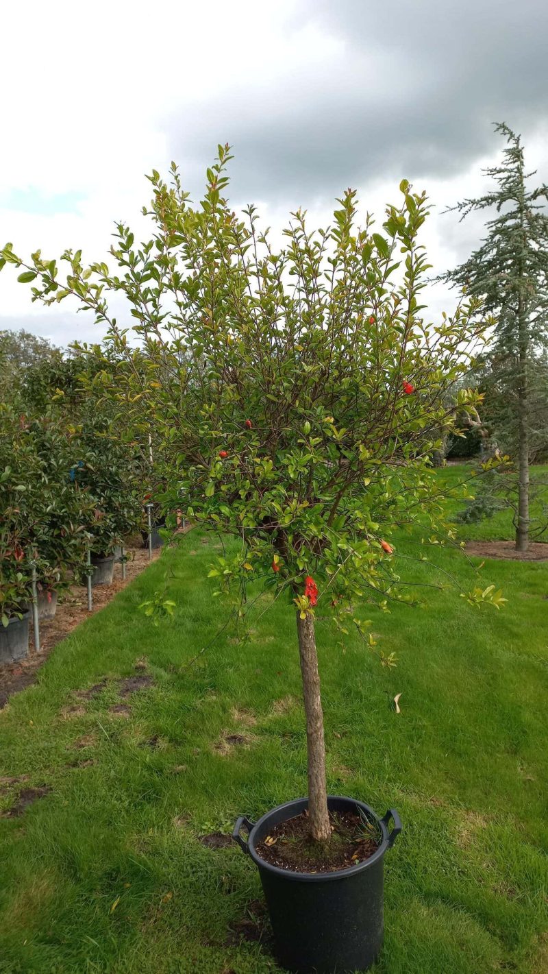 Punica Granatum - Granaatappel
