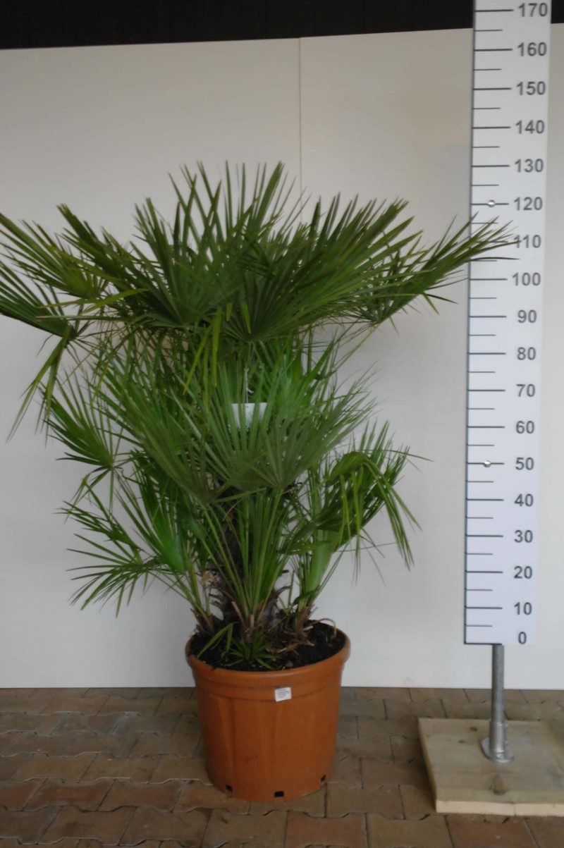 Palmboom Chamaerops Humilis 100-120cm