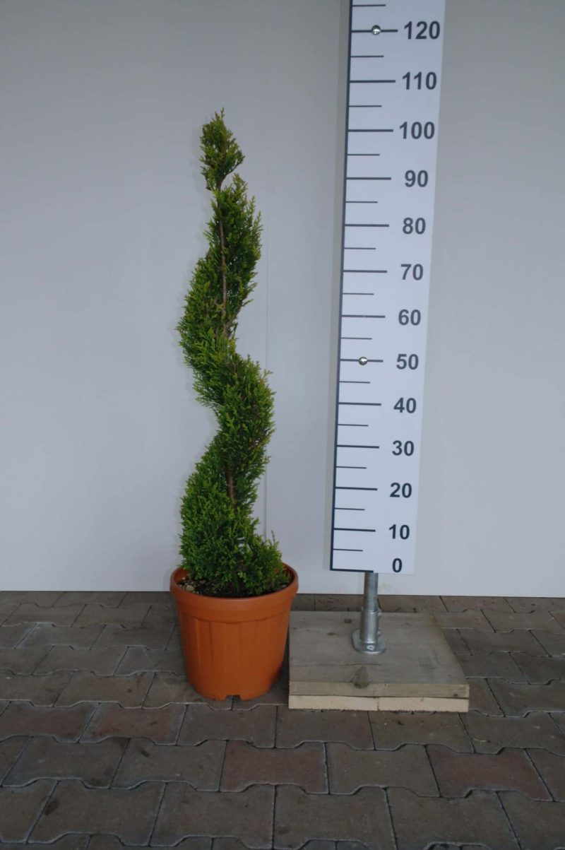 Cupressocyparis Leylandii cwg spiraal klein