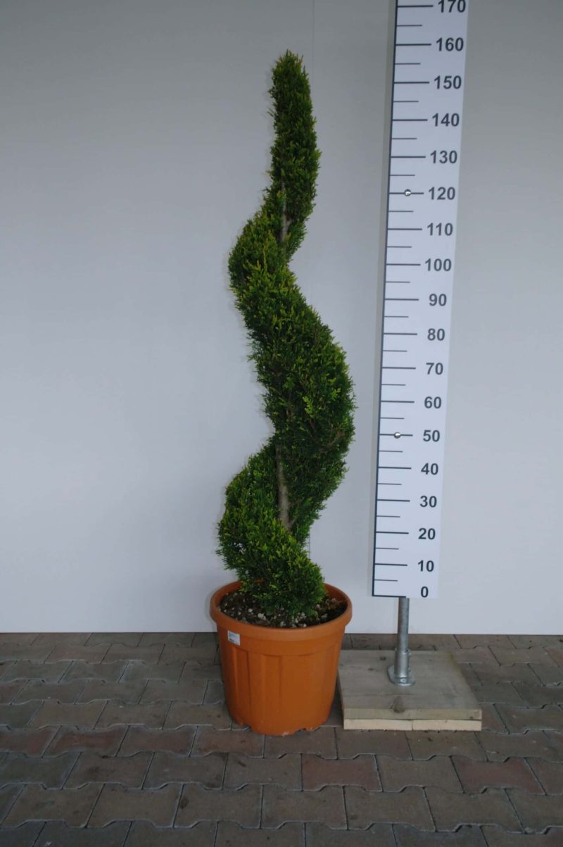 Cupressocyparis Leylandii cwg spiraal groot