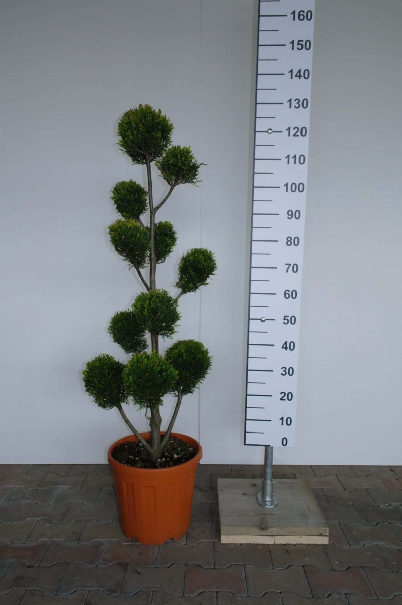 Cupressocyparis Leylandii cwg pon pon groot