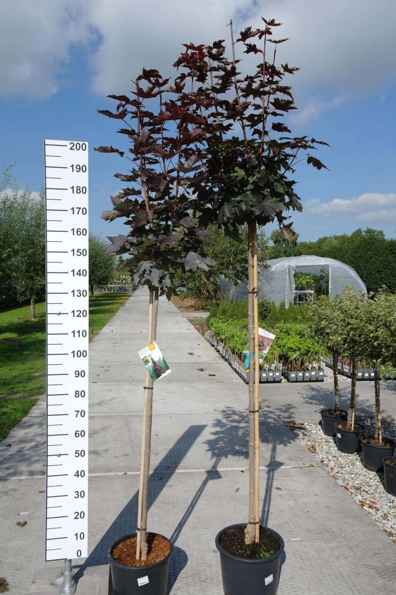 Acer platanoides Crimson Sentry (Noorse esdoorn)