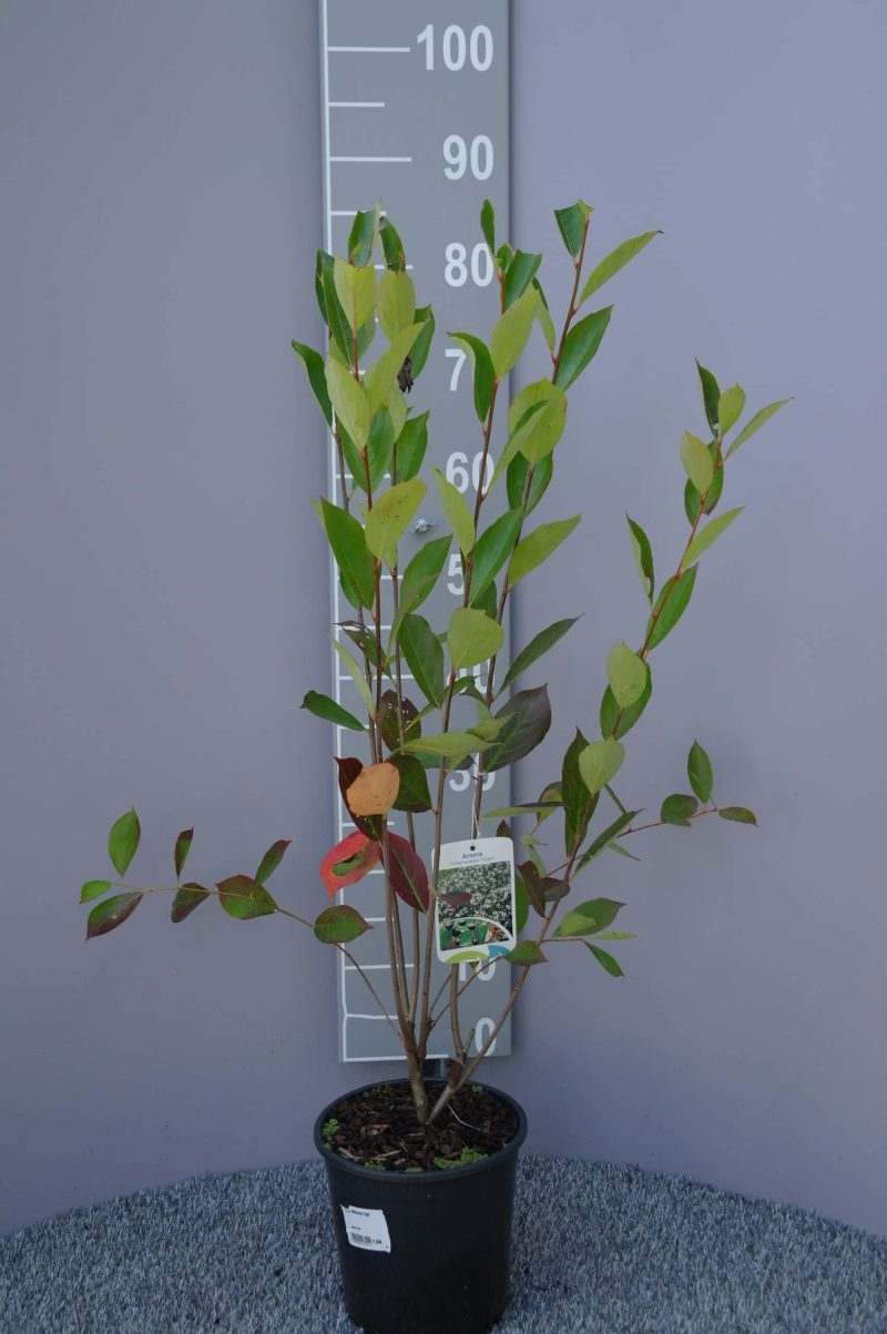 Aronia Melanocarpa 'Hugin'