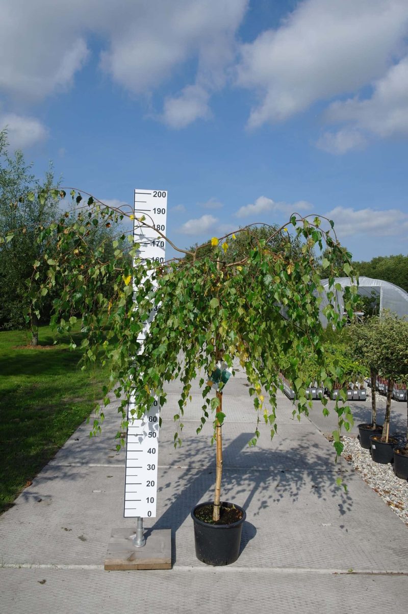 Betula Pendula 'Youngii'