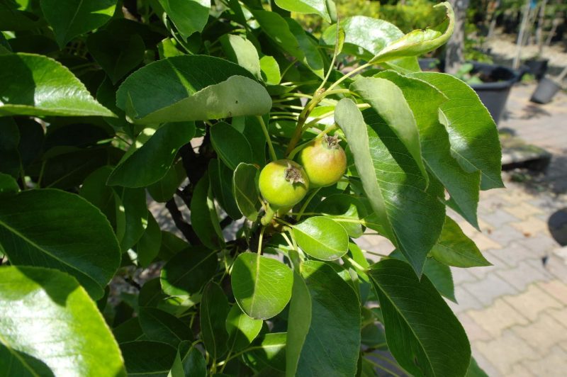 Pyrus communis nano dwergpeer