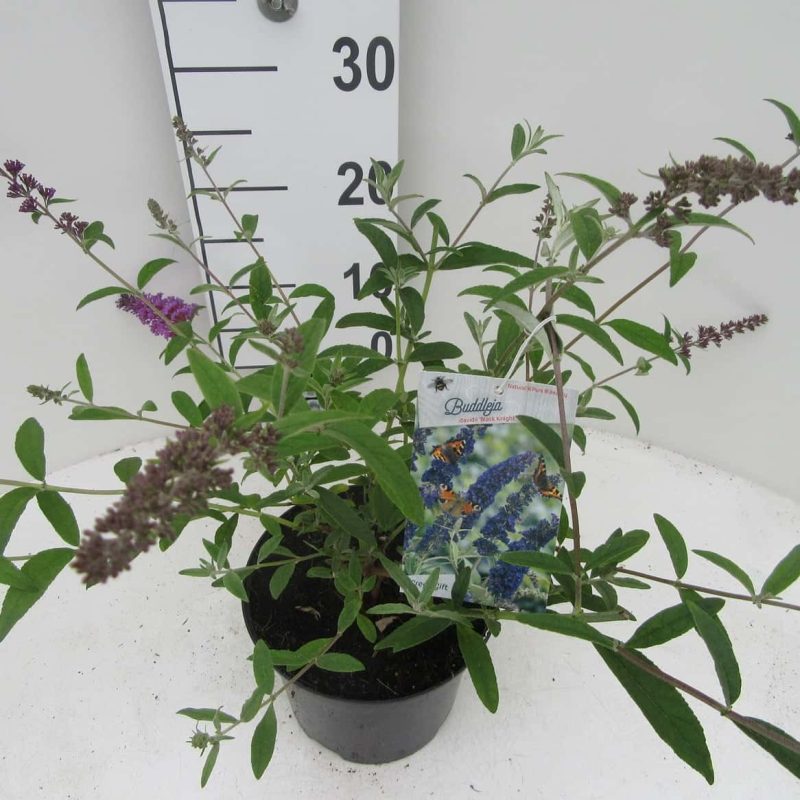 Buddleja davidii 'Black Knight'