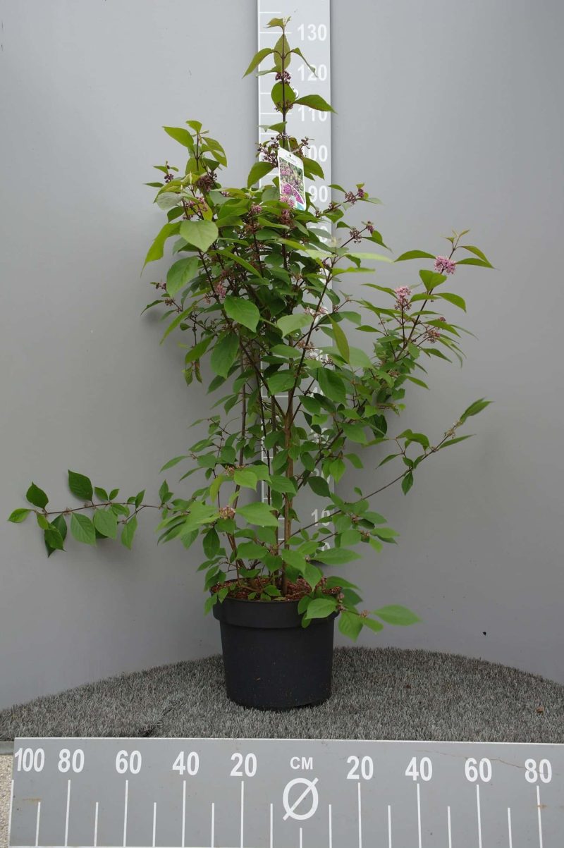 Callicarpa Bod. 'Magical Snowstar'