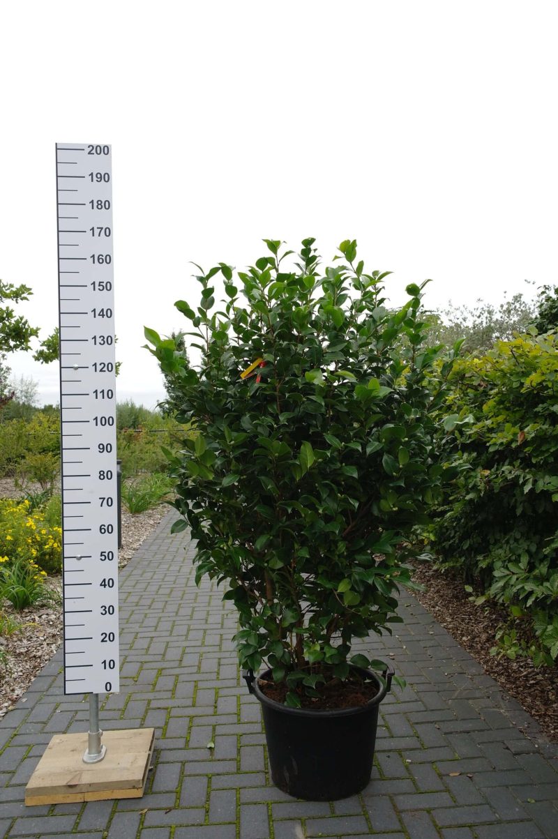 Camellia Japonica 'Cm Hovey'