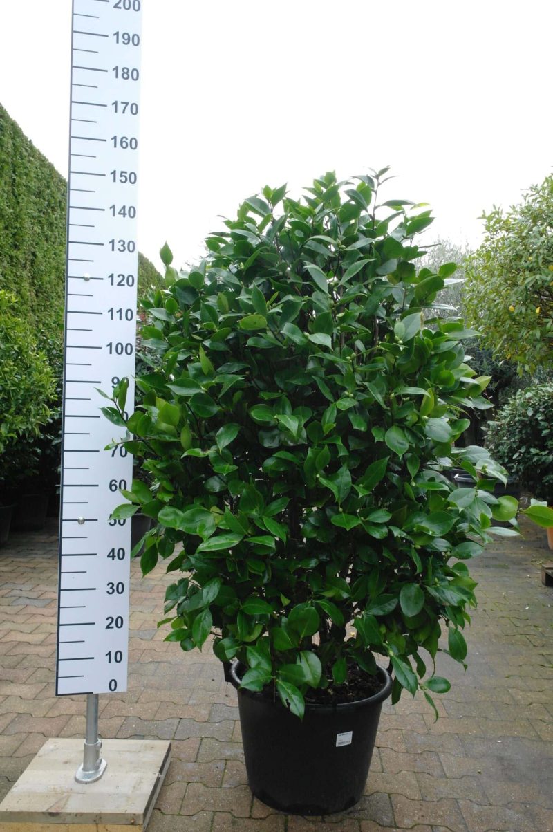 Camellia Japonica 'Striato'