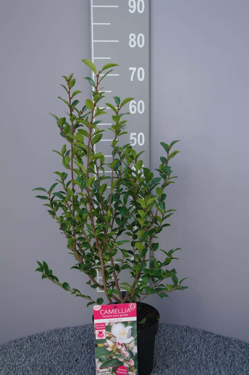 Camellia Japonica 'Beauty Blush'