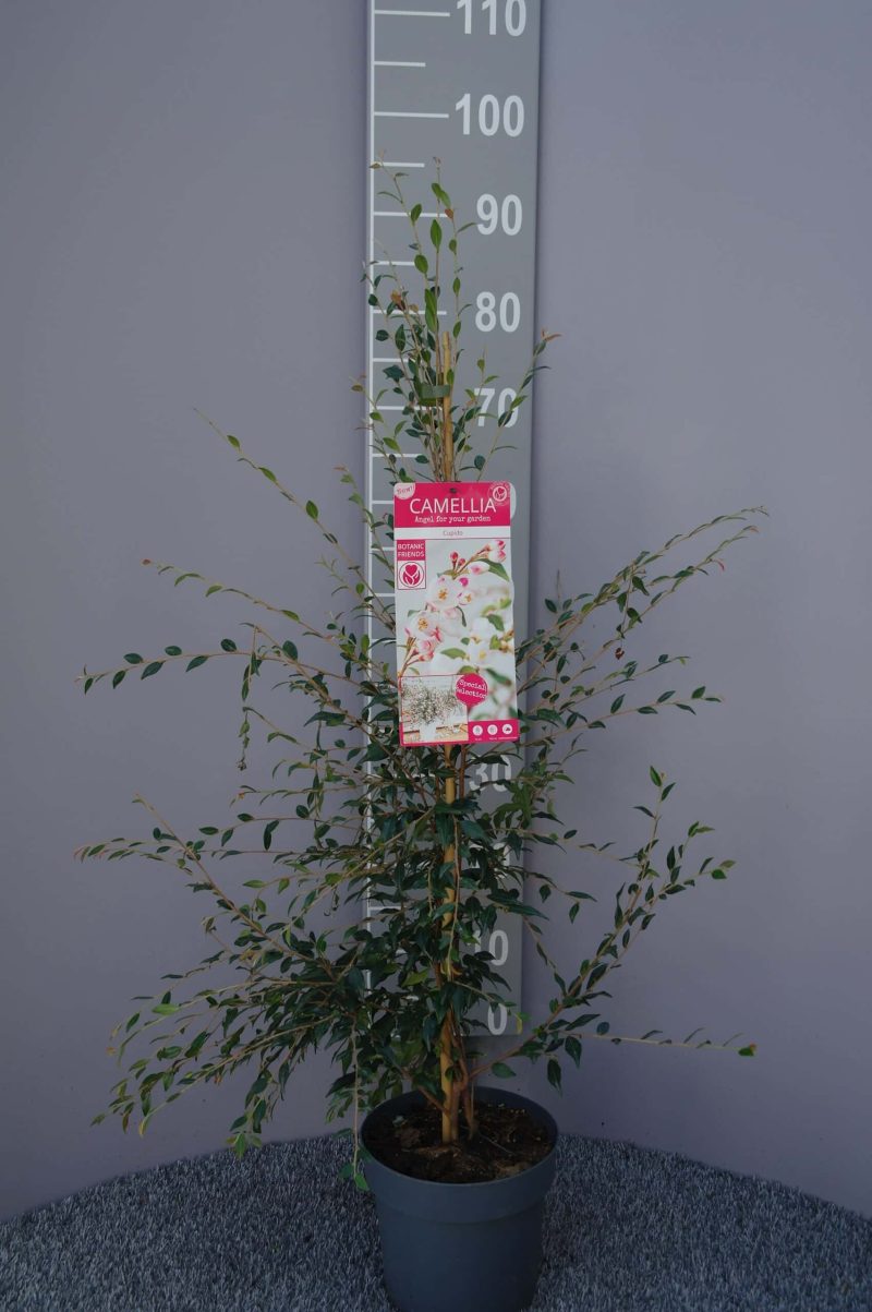 Camellia Japonica 'Cupido'®