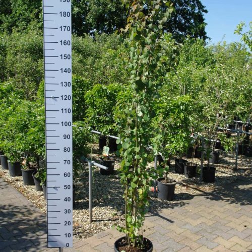 Cercidiphyllum Japonicum