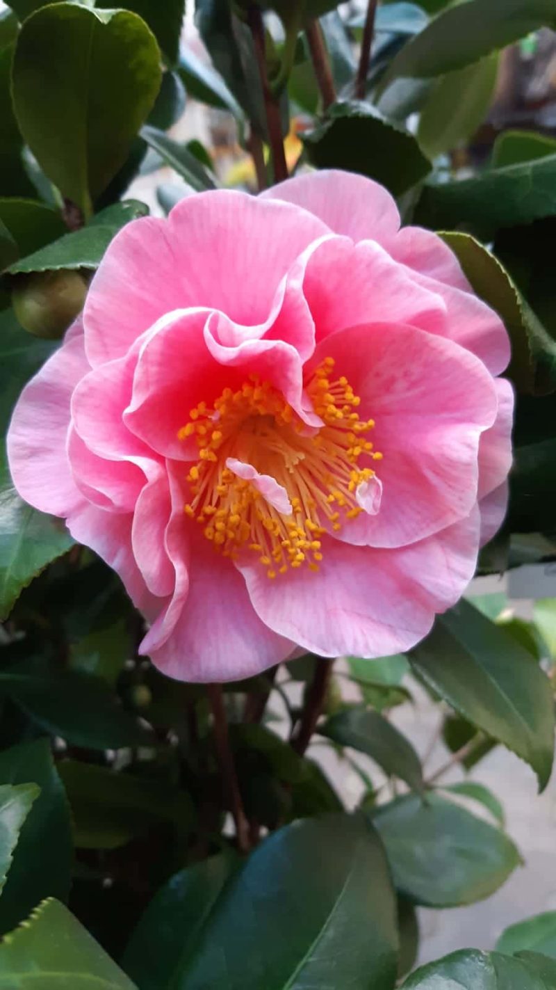 Camellia Japonica 'California'