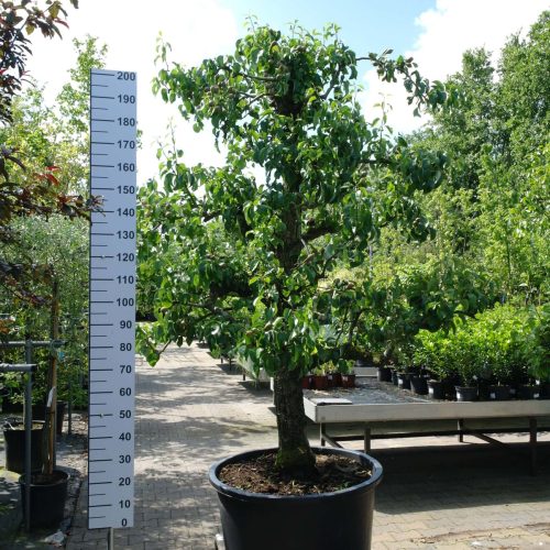 Pyrus communis 'Conference' oude perenboom groot