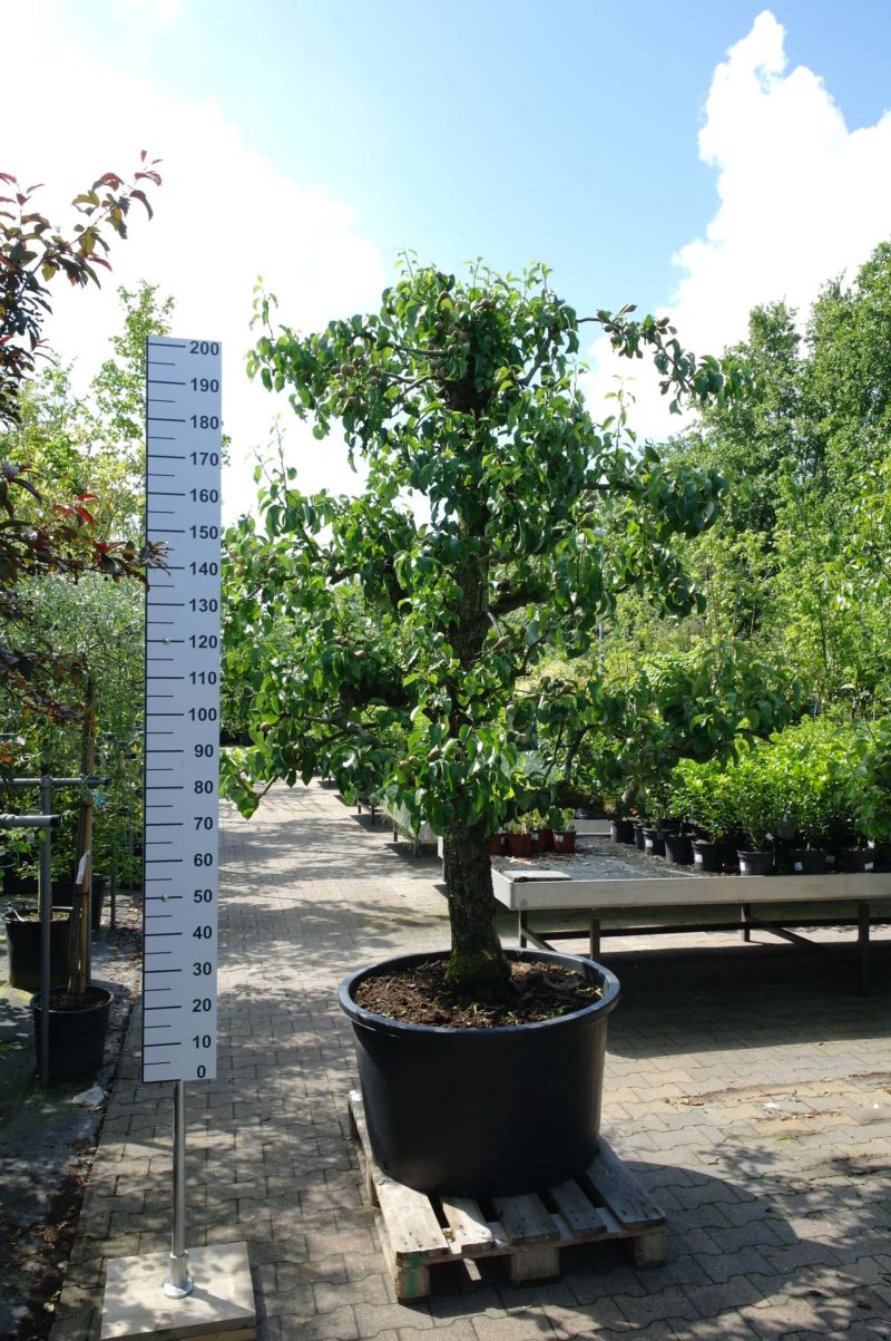 Pyrus communis 'Conference' oude perenboom groot