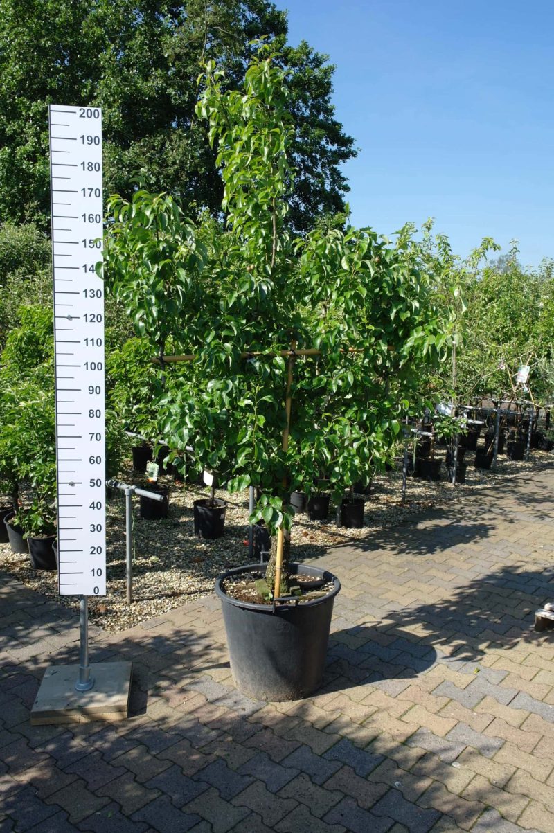 Pyrus communis 'Conference' Leivorm perenboom