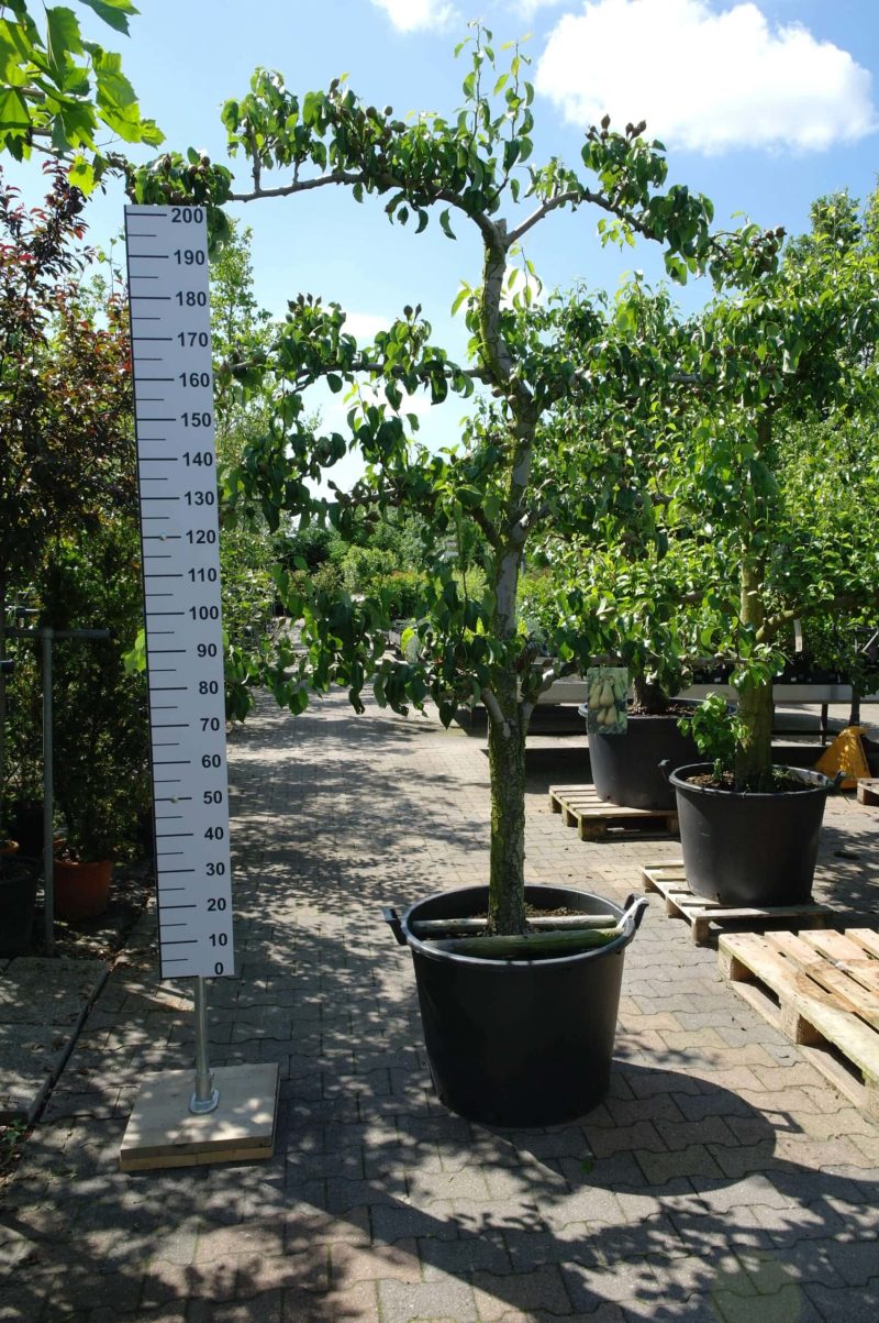 Pyrus communis 'Conference' lei-peer 5 etages