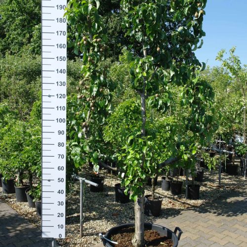 Pyrus communis 'Conference' Leivorm perenboom hoog