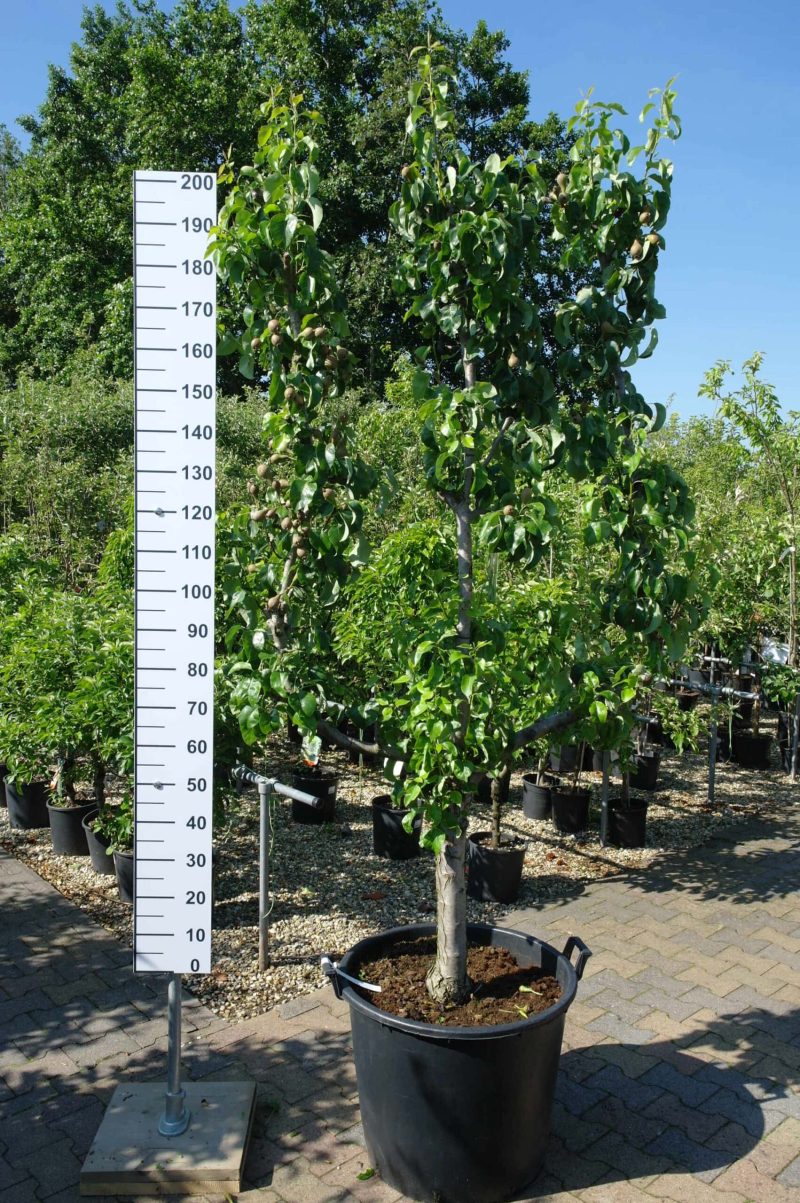 Pyrus communis 'Conference' Leivorm perenboom hoog