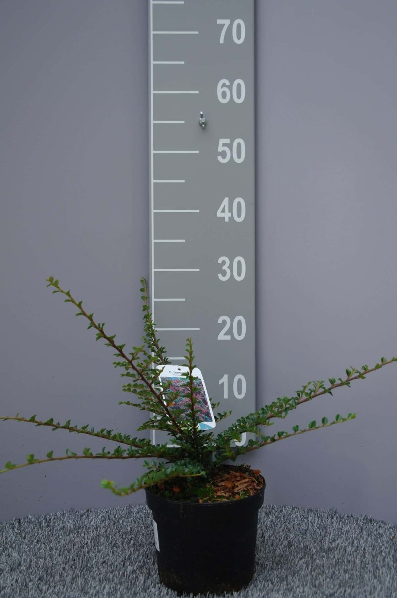 Cotoneaster Horizontalis