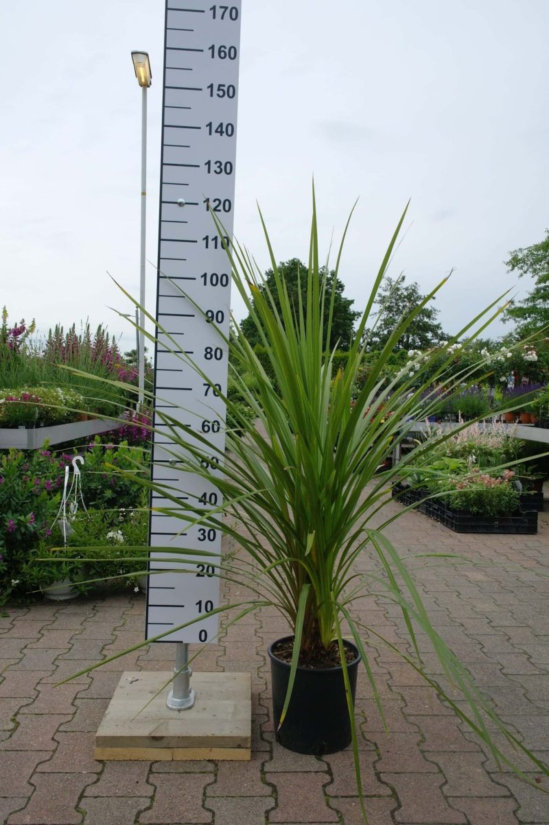 Palmboom Dracena Indivisa