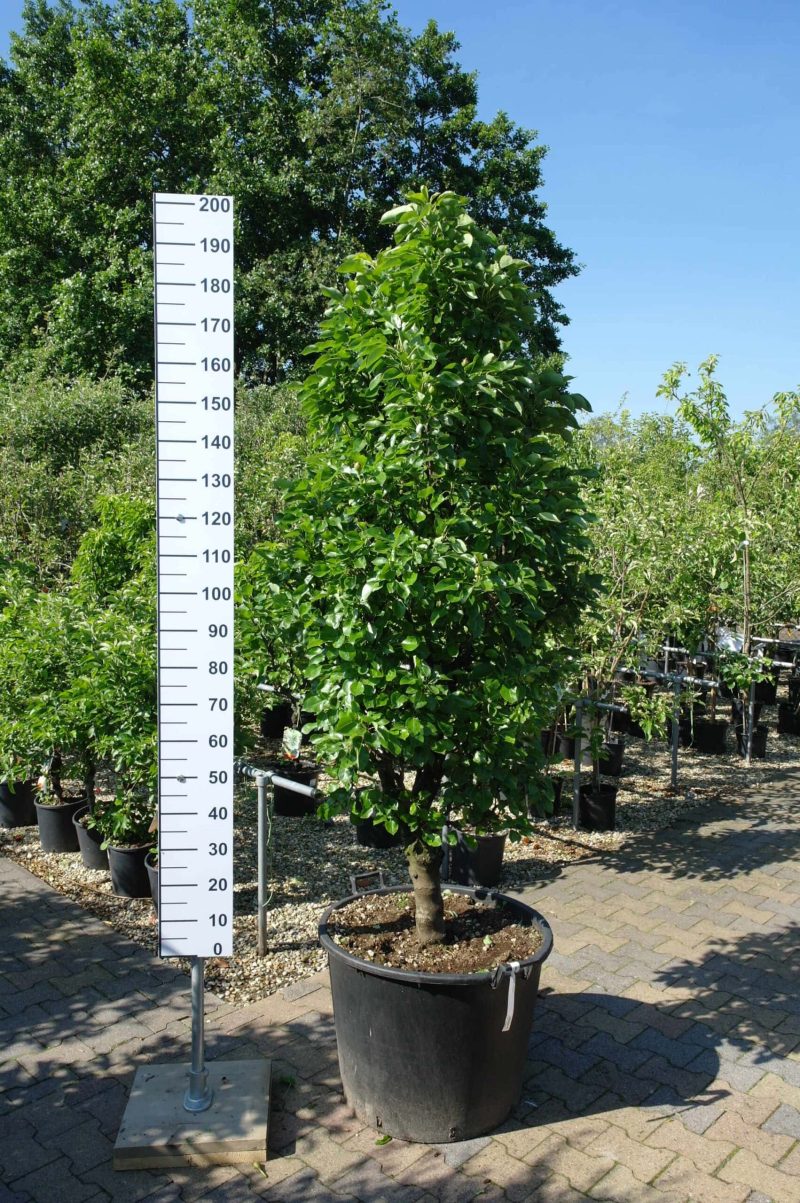 Pyrus Communis Nano dwergpeer groot