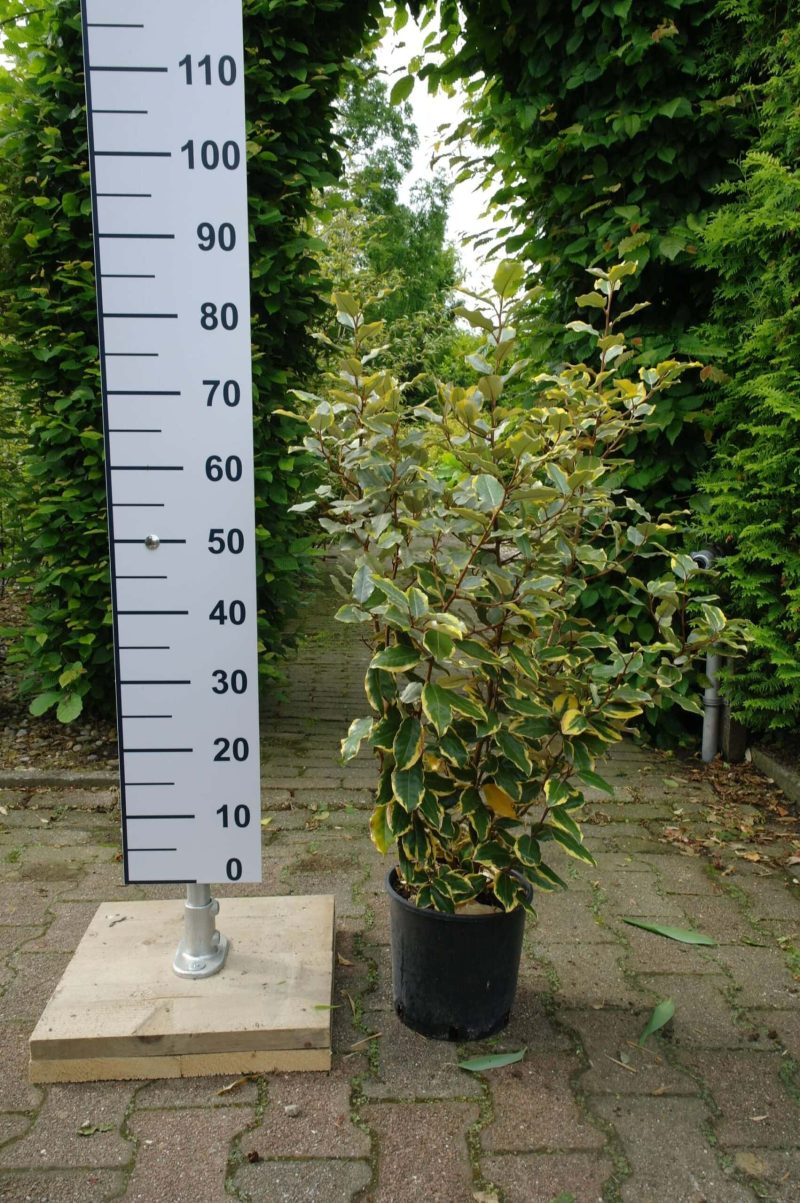 Elaeagnus Ebbingei 'vivileg'