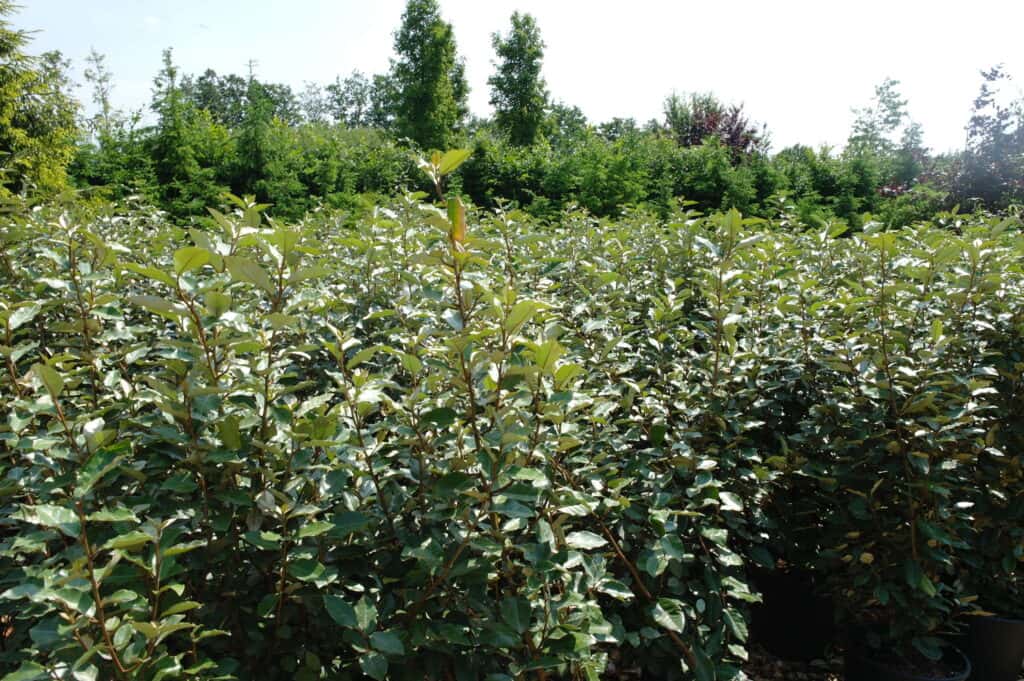 Eleagnus ebbingei