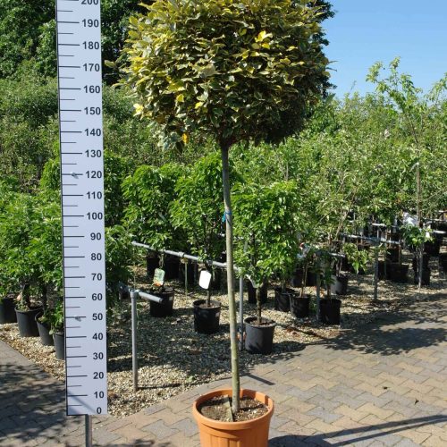 Elaeagnus Ebbingei vivileg op stam 140 cm stam