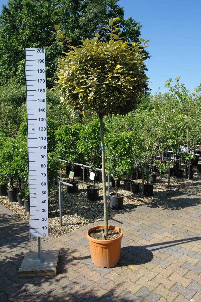Elaeagnus Ebbingei vivileg op stam 140 cm stam