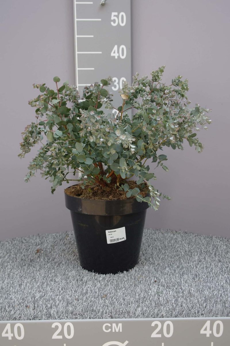 Eucalyptus Gunnii