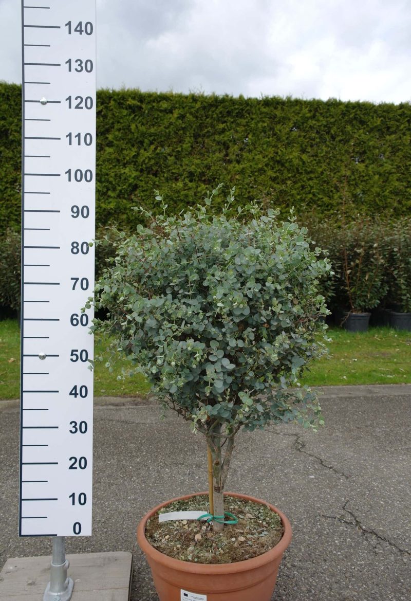 Eucalyptus Gunnii op stam